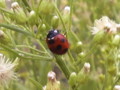 秋の田圃のテントウムシ［新発田市］