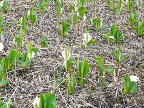 胎内市地本のミズバショウ20090328-04