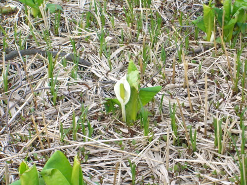 胎内市地本のミズバショウ20090328-03