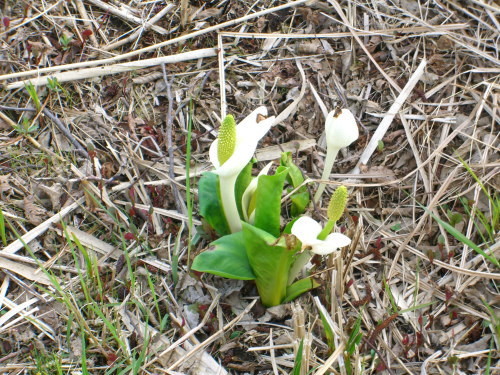 胎内市地本のミズバショウ20090328-01