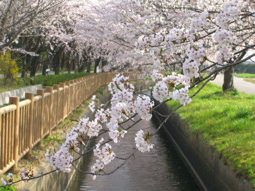 加治川治水記念公園の桜_20090412-02