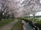 加治川治水記念公園の桜_20090412-01