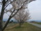 加治川堤の桜_20090412-02