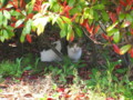 東公園の猫20090418（新潟市中央区明石１）