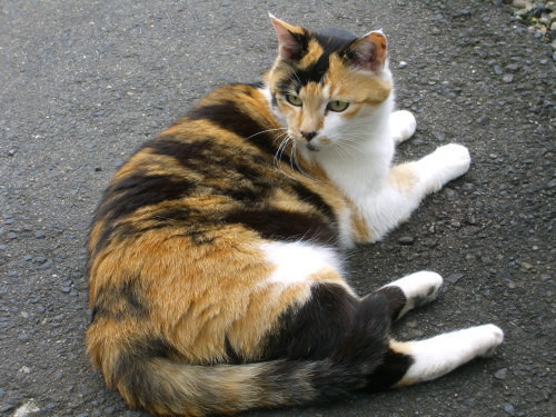 f:id:kajiakira:20090603014657j:image