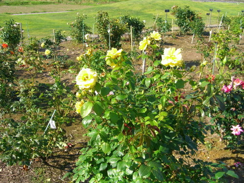 f:id:kajiakira:20090626054516j:image