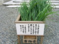 弥彦神社・茅の葉を配布-20090630