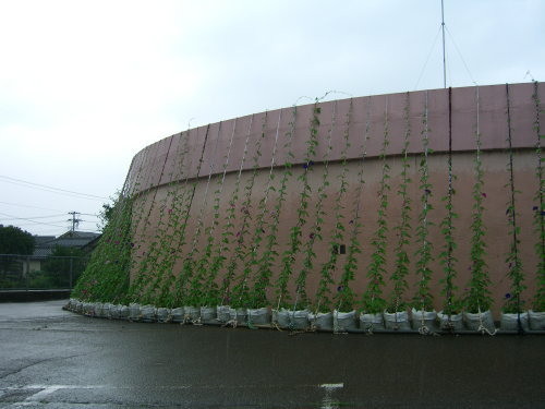 水と土の芸術祭2009－明後日朝顔 NIIGATA 2009（江南区）01