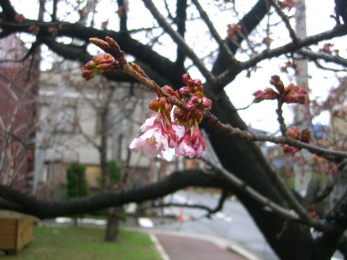 f:id:kajiakira:20101228214356j:image
