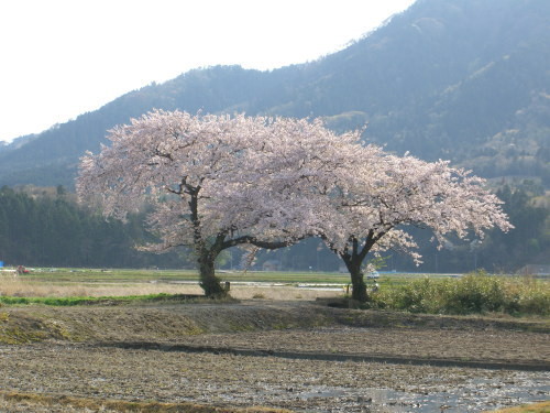 上堰潟公園の布目夫婦桜-20110427-01