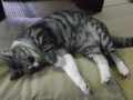 浜メグリ・秋の浜展2011・杉浦家の飼猫