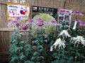 弥彦神社菊まつり2011（西蒲原郡弥彦村）01