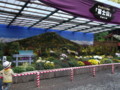 弥彦神社菊まつり2011（西蒲原郡弥彦村）02