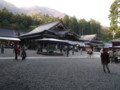 弥彦神社菊まつり2011（西蒲原郡弥彦村）03