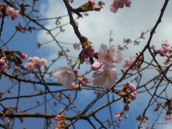 万代長嶺小学校の桜・2016年03月23日