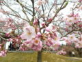 大峰山 桜公園（新発田市貝屋）2016年04月