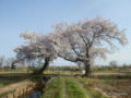 布目夫婦桜（新潟市西蒲区）2016年04月