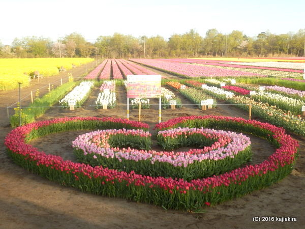 胎内チューリップフェスティバル2016（長池憩いの森公園・胎内市築地