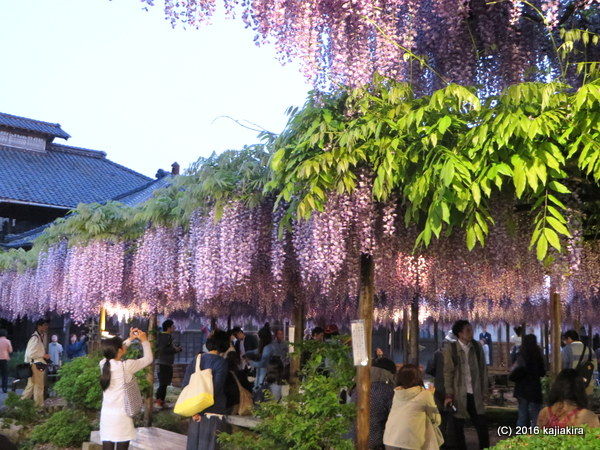 北方文化博物館・大藤棚ライトアップ2016（新潟市江南区沢海2丁目15-25