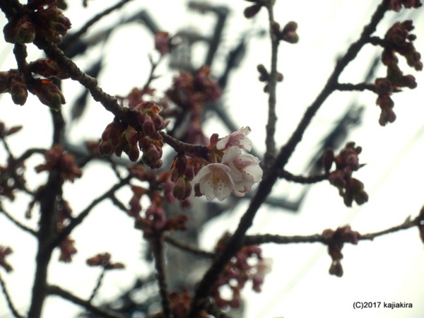 万代長嶺小学校の桜2017.02.27