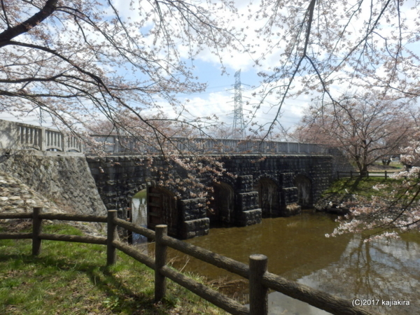 加治川治水記念公園の桜2017（新発田市大字真野原外）