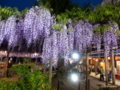 大藤棚ライトアップ2018（北方文化博物館）