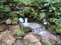 北五百川の棚田を潤す大久保の清水（三条市北五百川）【新潟県の名水