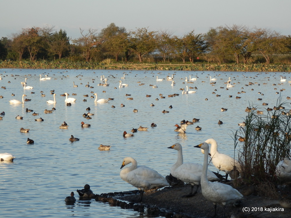 2018年秋、今年も瓢湖（阿賀野市）に白鳥飛来中