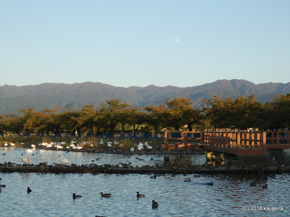 2018年秋、今年も瓢湖（阿賀野市）に白鳥飛来中