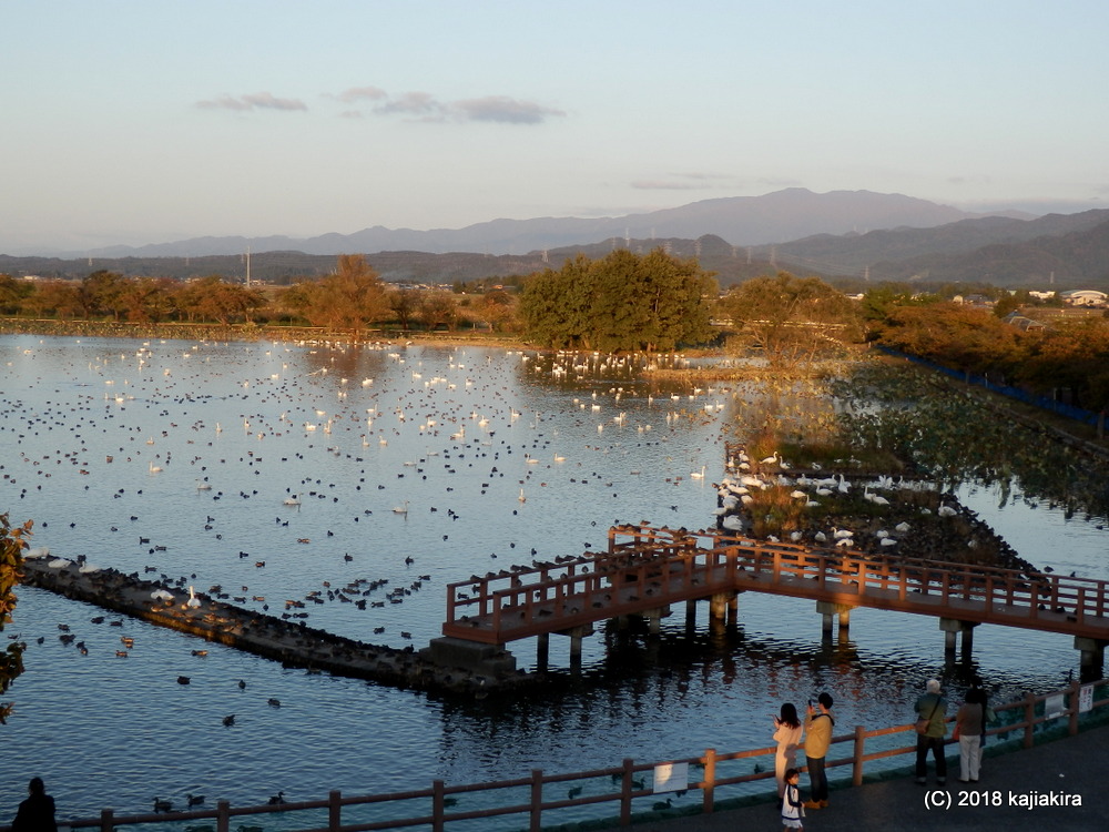 2018年秋、今年も瓢湖（阿賀野市）に白鳥飛来中