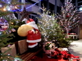 新潟県立植物園・開園20周年記念「温室入館無料デー」と「クリスマス