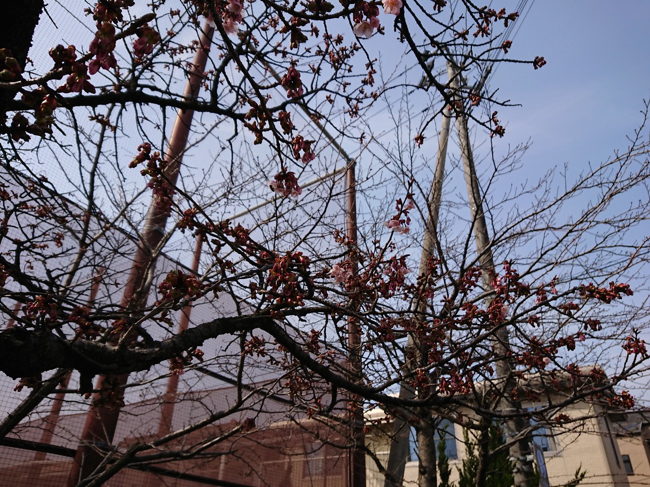 f:id:kajiakira:20190307235210j:image