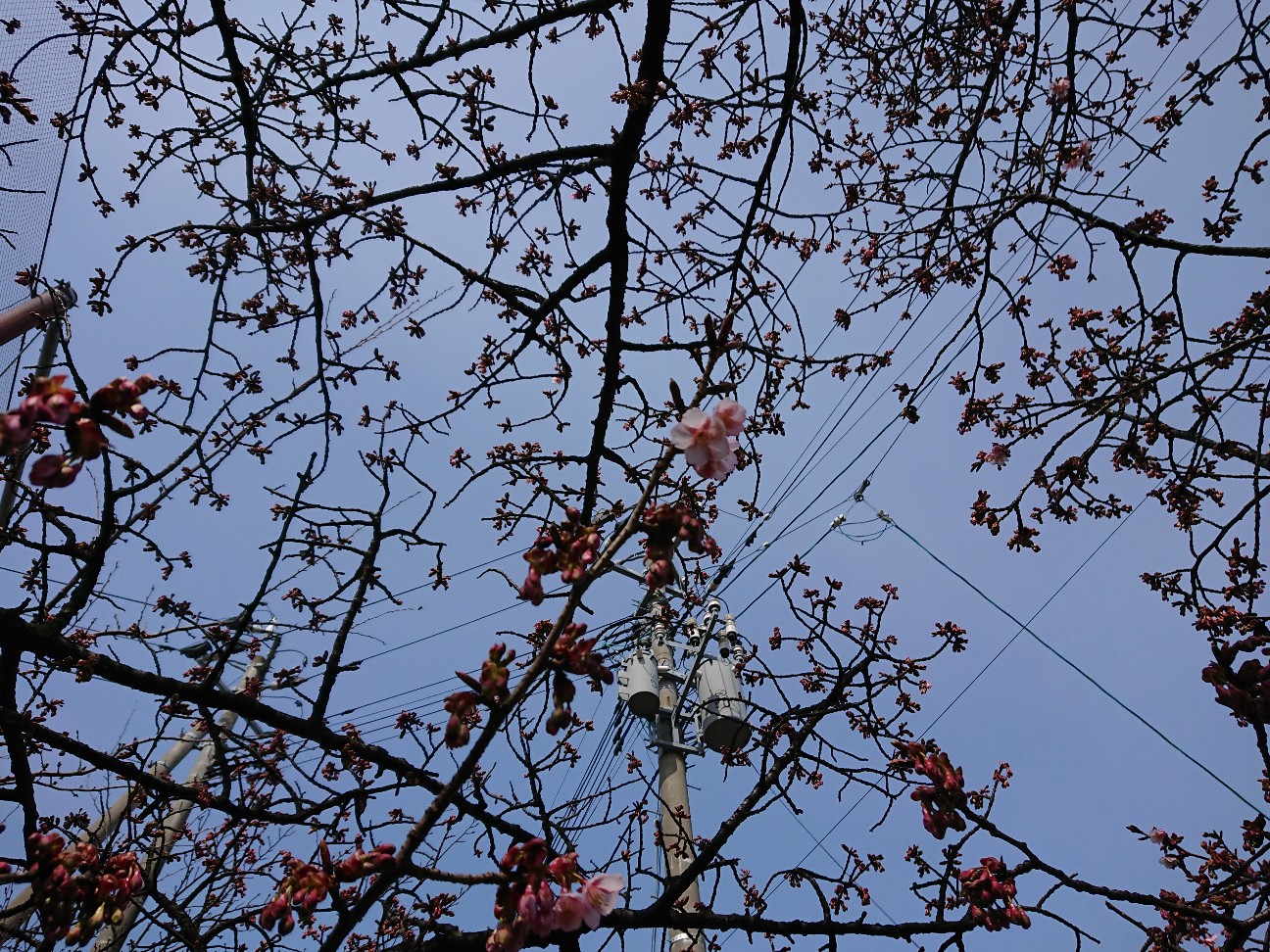 f:id:kajiakira:20190307235250j:image