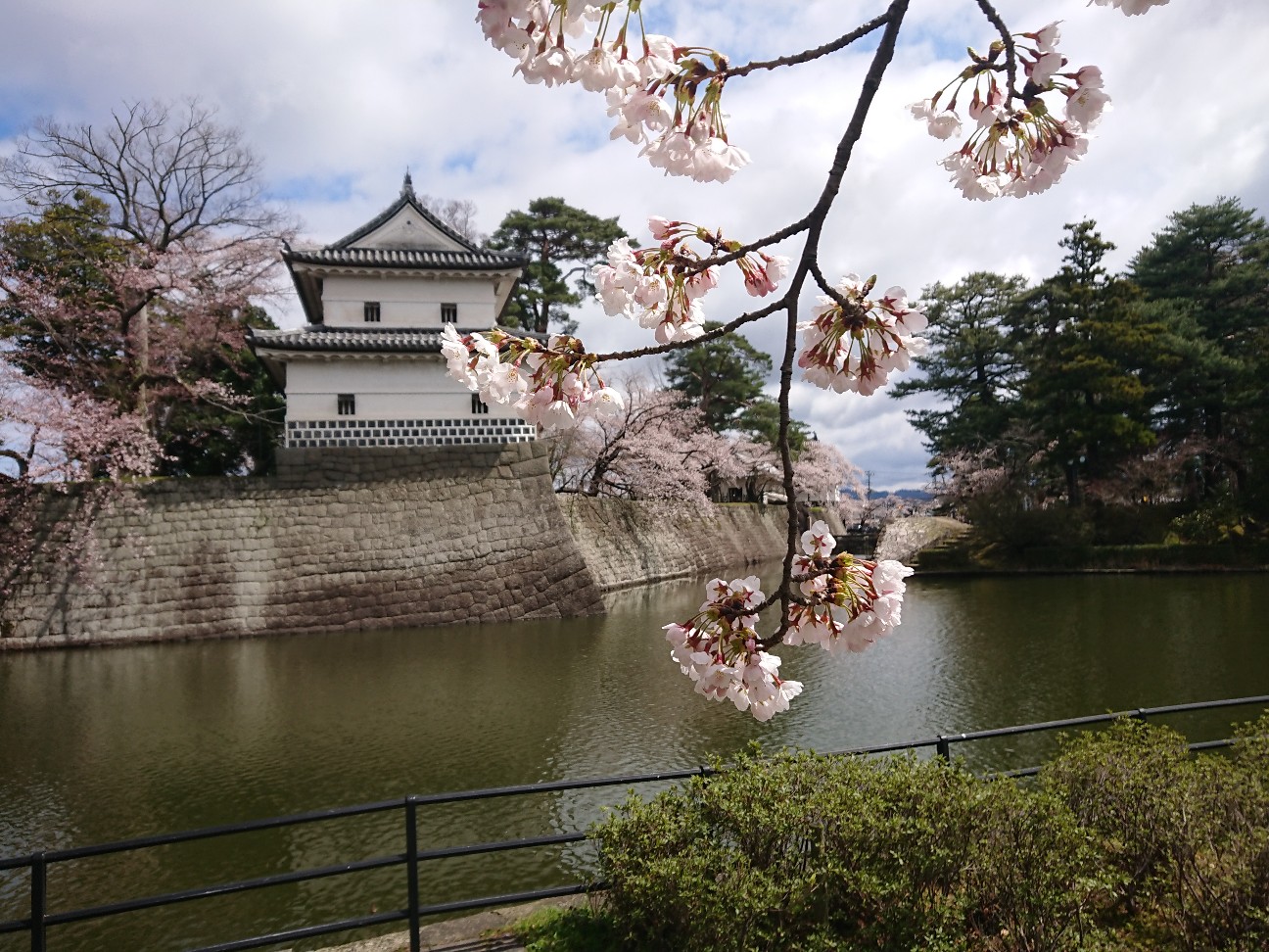 新発田城址公園の桜19 加持顕の日々是新潟