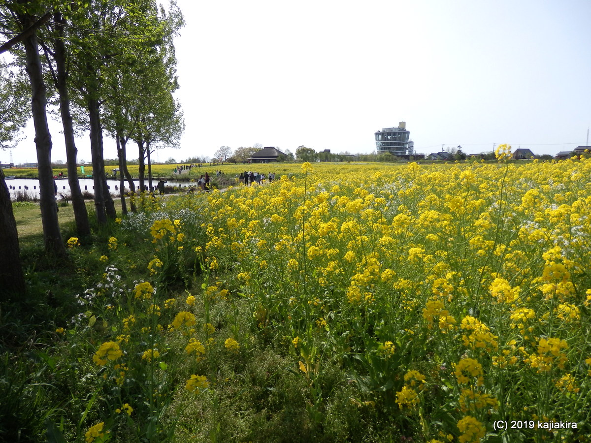 福島潟 新潟市北区新鼻 の菜の花19 加持顕の日々是新潟