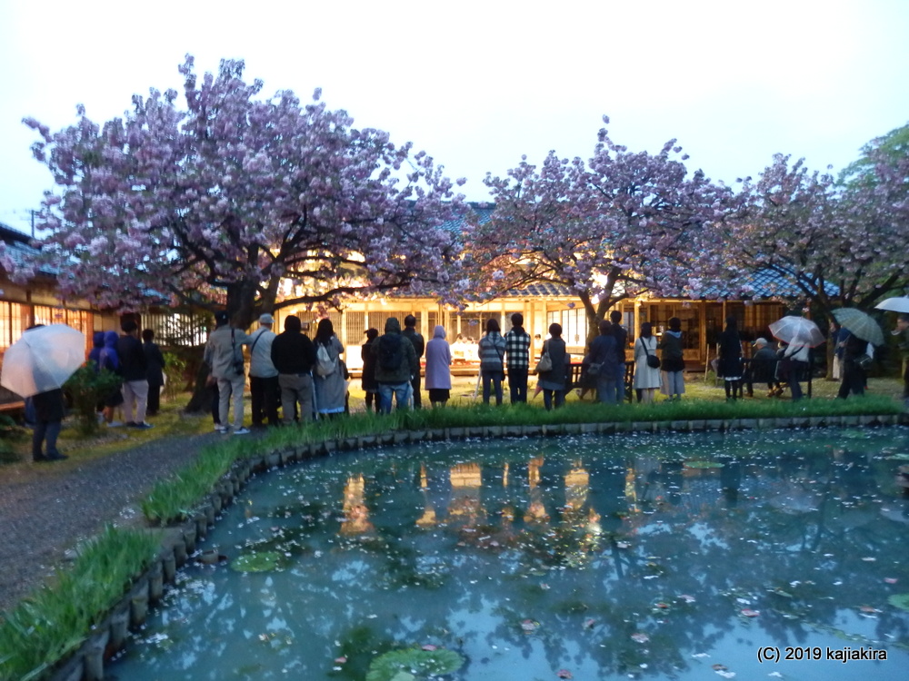北方文化博物館・藤棚ライトアップ2019