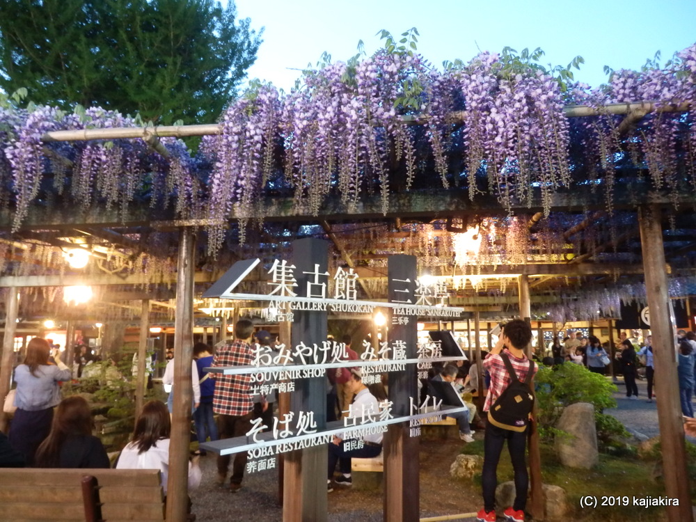北方文化博物館・藤棚ライトアップ2019