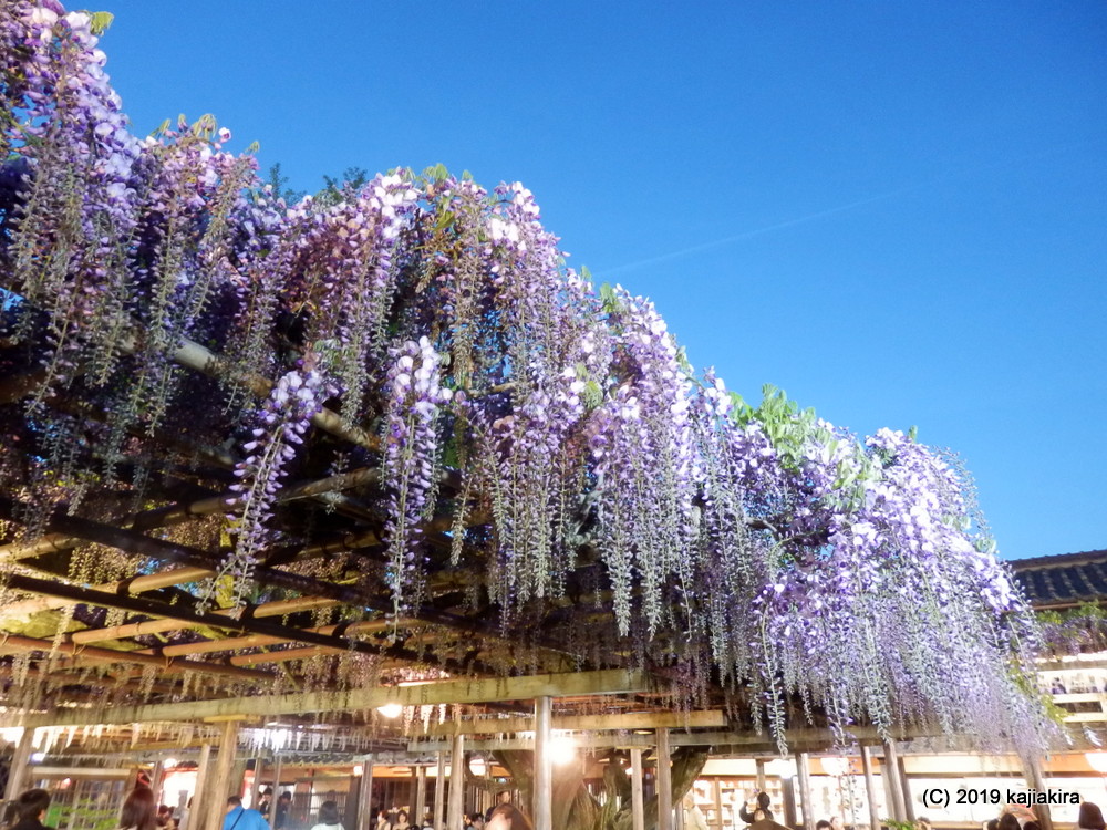 北方文化博物館・藤棚ライトアップ2019