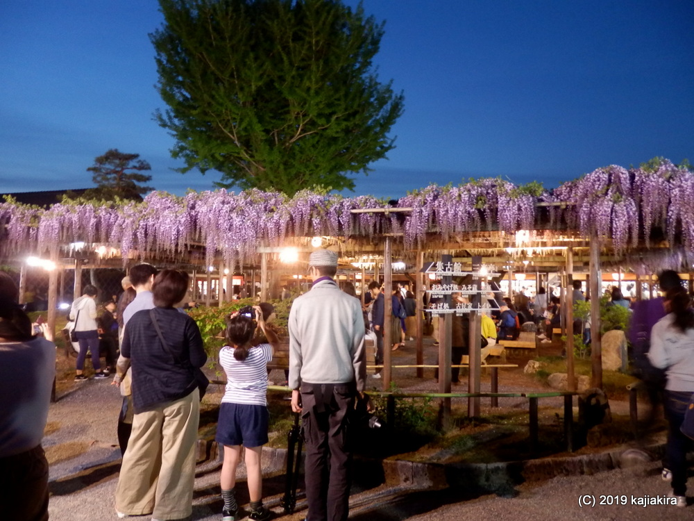 北方文化博物館・藤棚ライトアップ2019