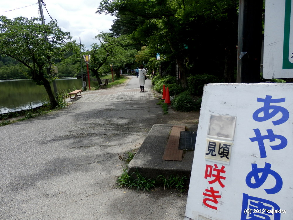 しばたあやめまつり2019［新発田市・五十公野公園］