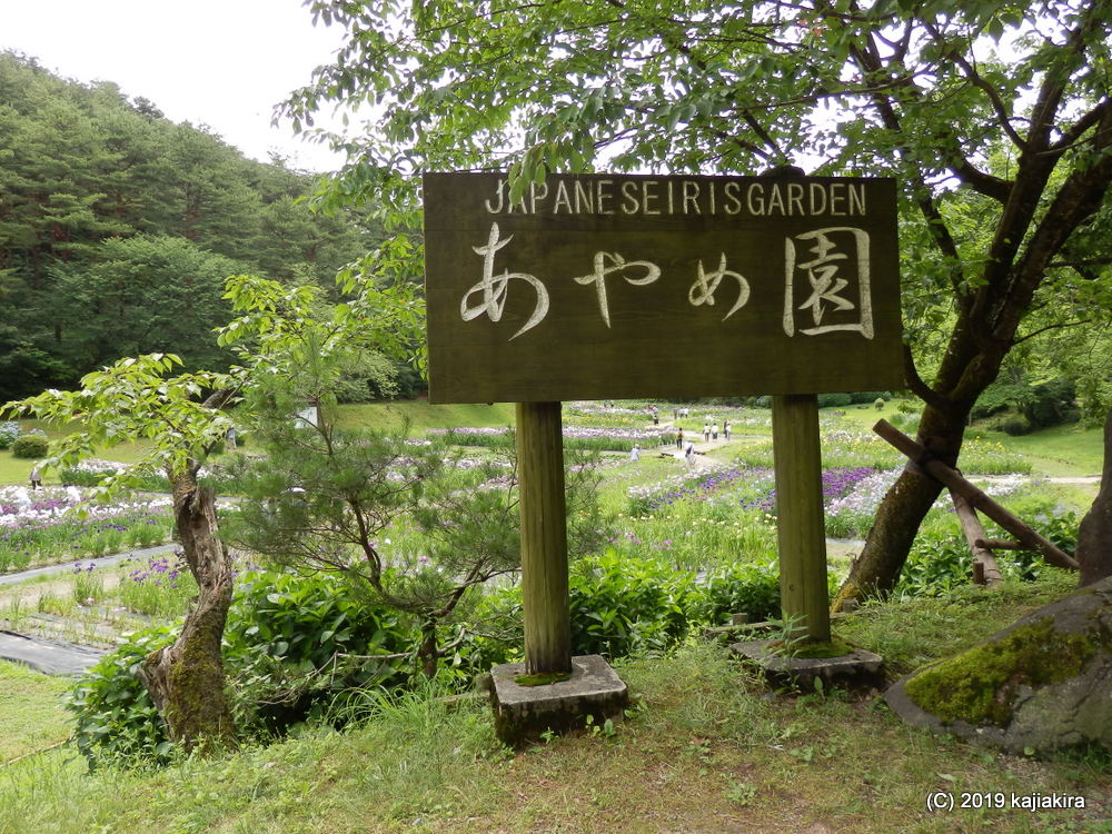 しばたあやめまつり2019［新発田市・五十公野公園］