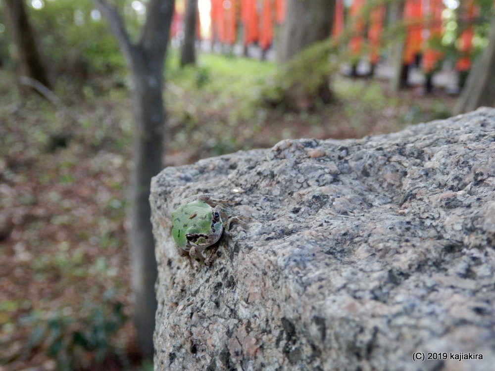 北谷内稲荷神社 奥の院（新発田市下興野）