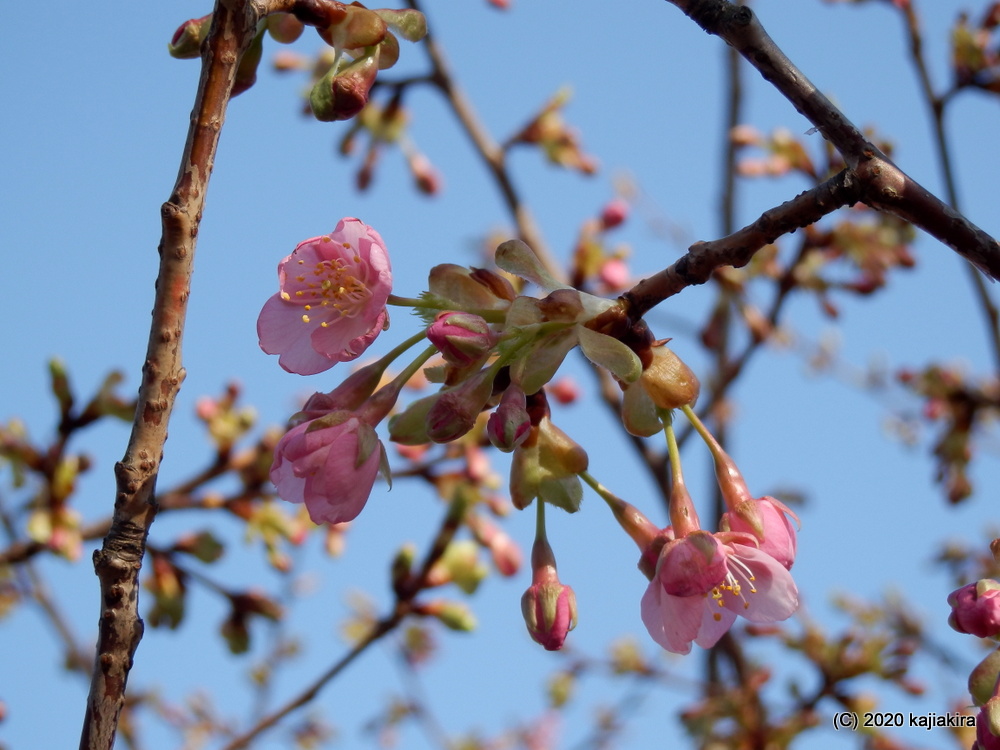 もうすぐ春・加治川治水記念公園の早咲き桜が開花しました。