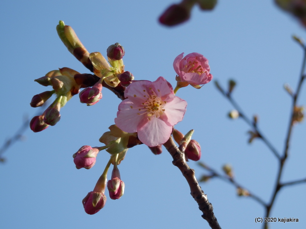 もうすぐ春・加治川治水記念公園の早咲き桜が開花しました。