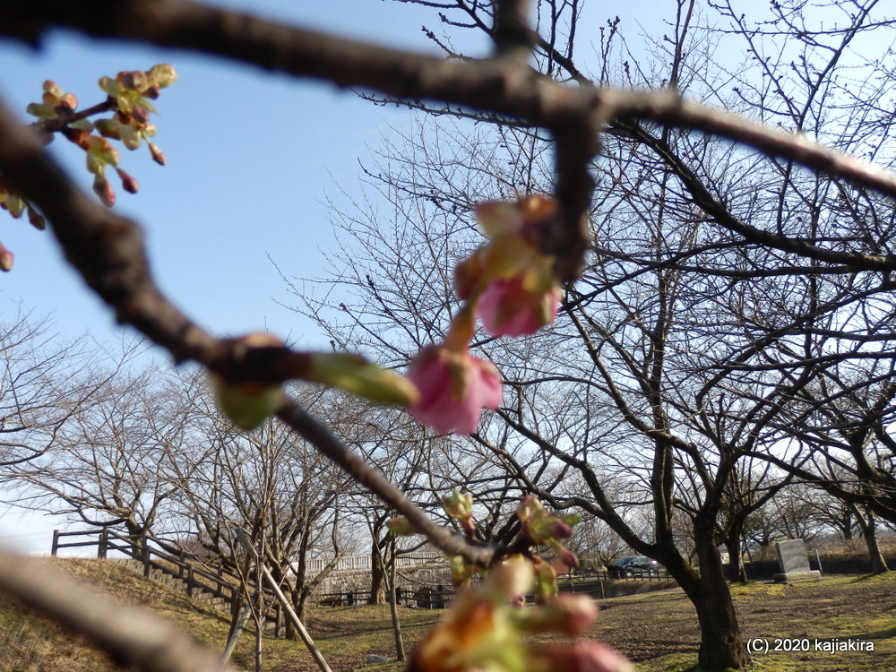 もうすぐ春・加治川治水記念公園の早咲き桜が開花しました。