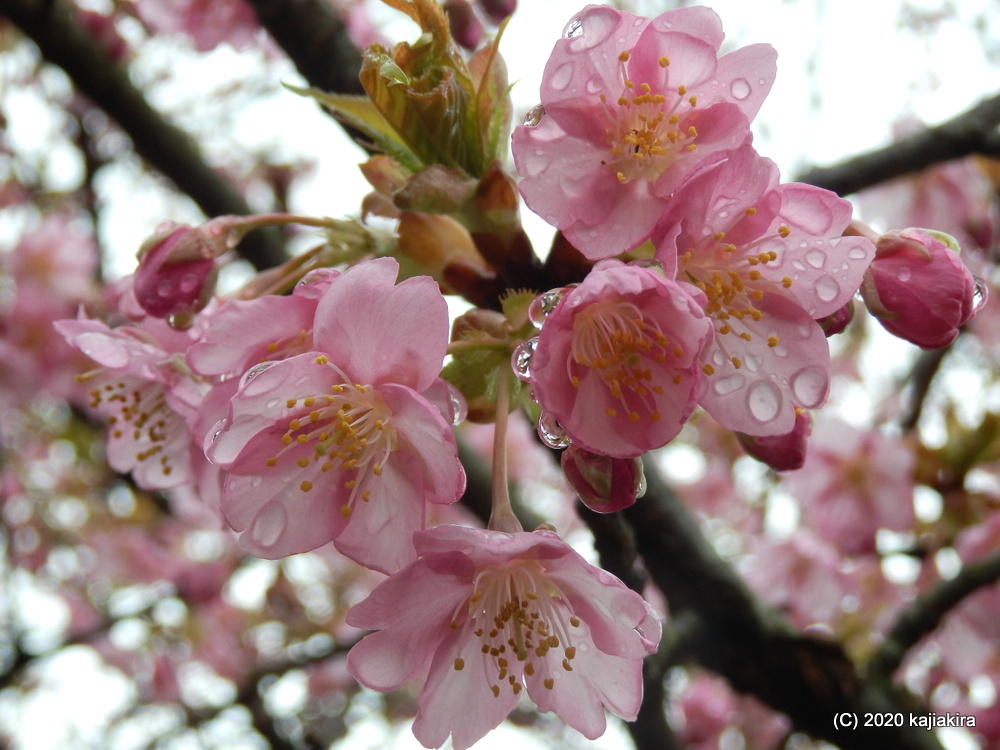 加治川治水記念公園（新発田市）早咲きの桜2020 (3/14)