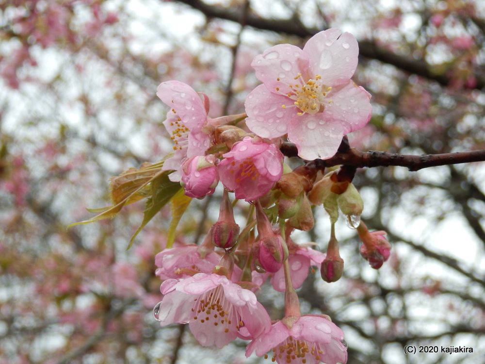 加治川治水記念公園（新発田市）早咲きの桜2020 (3/14)
