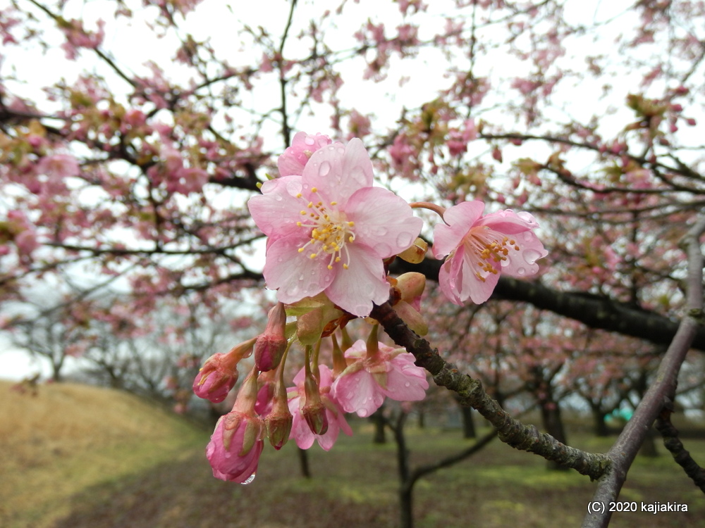 加治川治水記念公園（新発田市）早咲きの桜2020 (3/14)