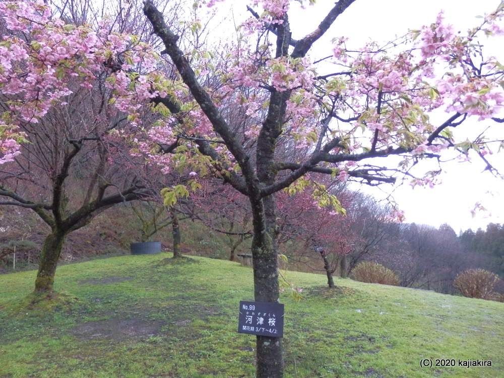 早咲きの桜と水芭蕉。新発田市・大峰山桜公園2020