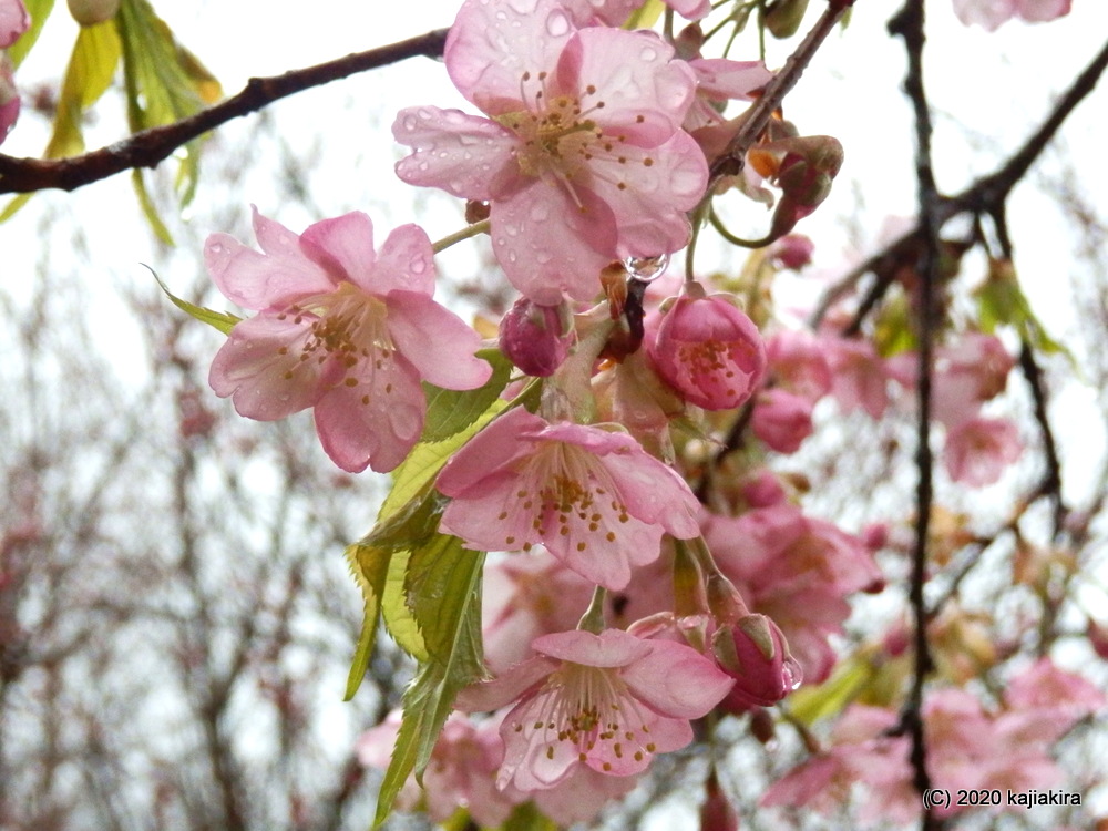 早咲きの桜と水芭蕉。新発田市・大峰山桜公園2020